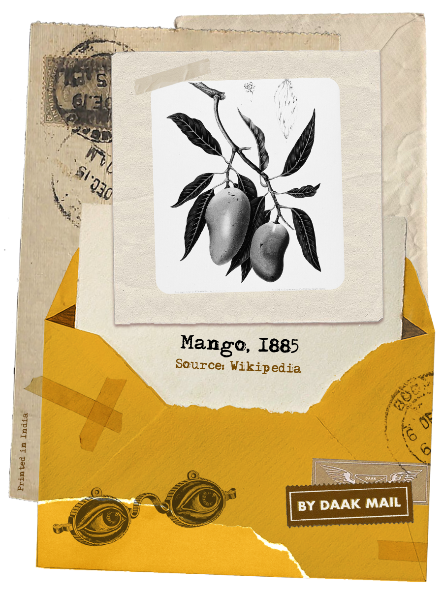 16 Curiosity Mango Ghalib