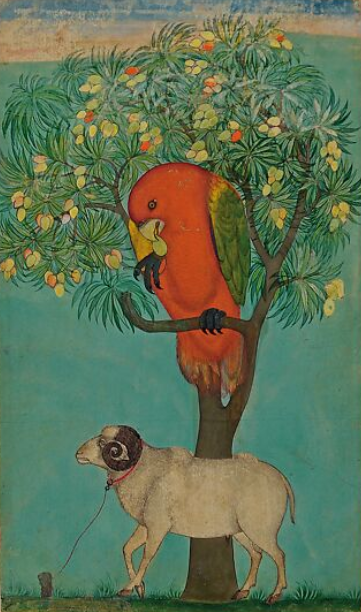 151 Parrot Mango Tree