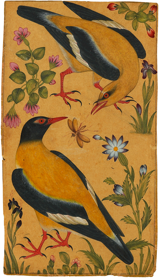152 Two Orioles